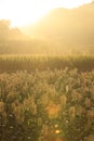 sorghum and maize crop farm