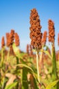 Sorghum or Millet field agent blue sky Royalty Free Stock Photo