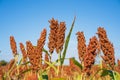 Sorghum or Millet field agent blue sky Royalty Free Stock Photo