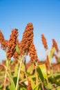 Sorghum or Millet field agent blue sky Royalty Free Stock Photo