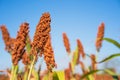Sorghum or Millet field agent blue sky background Royalty Free Stock Photo