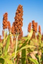 Sorghum or Millet field agent blue sky background Royalty Free Stock Photo