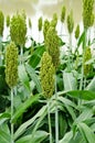 Sorghum or Millet field Royalty Free Stock Photo