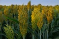 Sorghum named also jowari, millet, milo or durra. Royalty Free Stock Photo