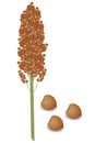 Sorghum panicle with seeds on a white background. Royalty Free Stock Photo