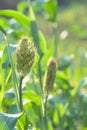 Sorghum also known as great millet panicle unriped in the farm field. Royalty Free Stock Photo