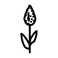 sorghum plant food line icon vector illustration