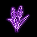 sorghum plant food neon glow icon illustration