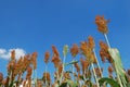 Sorghum