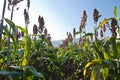 Sorghum plants in the field