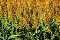 Sorghum Plants In A Kansas Field For Harvesting