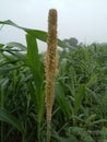 Sorghum shoot fly, & x28;Atherigona soccata& x29;,