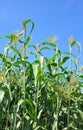 Sorghum (Sorghum bicolor) Royalty Free Stock Photo