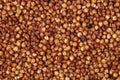 Sorgo seed Sorghum Moench Royalty Free Stock Photo