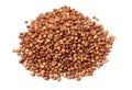 Sorgo seed Sorghum Moench