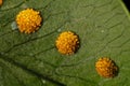 Sori of Golden Polypody Fern