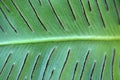 Sori of a harts-tongue fern