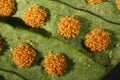 Sori of the rock polypody, Polypodium virginianum,