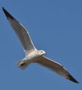 The soring seagull Royalty Free Stock Photo