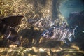 Soro brook carp fish shoot under the waterfall on Namtokphlio