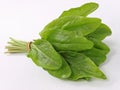 Sorrel