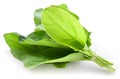 Sorrel Royalty Free Stock Photo