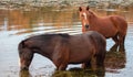 Sorrel bay and rusty brown bay wild horse stallions in the Salt River near Phoenix Arizona USA Royalty Free Stock Photo