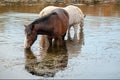 Sorrel bay stallion and white mare wild horses in the Salt River near Phoenix Arizona USA Royalty Free Stock Photo