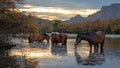 Sorrel bay wild horse stallion grazing on eel grass at sunset in the Salt River near Mesa Arizona USA Royalty Free Stock Photo