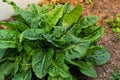 Sorrel is beneficial for the intestines, kidneys, stomach and liver and prevents cardiovascular diseases and some cancers, rumex