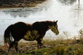 Sorrel broodmare horse with pond water in background of Texas ranch