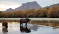 Sorrel chestnut wild horse stallion walking in the Salt River near Mesa Arizona USA Royalty Free Stock Photo