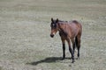 Sorrel chestnut yearling colt wild horse in the western USA Royalty Free Stock Photo