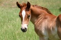 Sorrel Colt Royalty Free Stock Photo