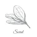 Sorrel hand drawing vector illustration.