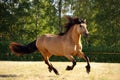 Heavy draft horse running gallop in a field Royalty Free Stock Photo