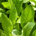 Sorrel herb
