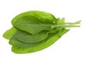 Sorrel herb closeup