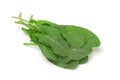 Sorrel herb leaf