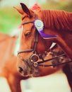 A sorrel horse with its eyes closed and a rosette on its bridle, symbolizing its victory in an equestrian competition. The horse