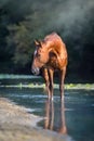 Sorrel horse in river Royalty Free Stock Photo