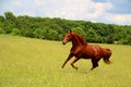 Sorrel Horse Running