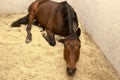Sorrel horse is on the sawdust in a stall craning his neck Royalty Free Stock Photo