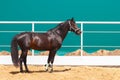 Sorrel horse stands on turquoise color background in the paddock