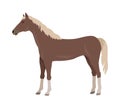 Sorrel Horse Vector Illustration in Flat Design