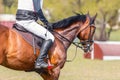 Sorrel horse waiting start of eventing competition