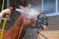 Sorrel horse is washed of water with hose on a hot summer day