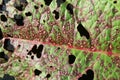 Sorrel leaf damaged by Ramularia rubella. Symptoms of leaf disease in form of red spots