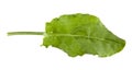 Sorrel leaves isolated on white background Royalty Free Stock Photo
