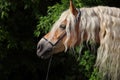 Sorrel long haired pony portrait in nature background Royalty Free Stock Photo